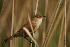David Plant Photography - Wildlife Photography - Reed warbler - B